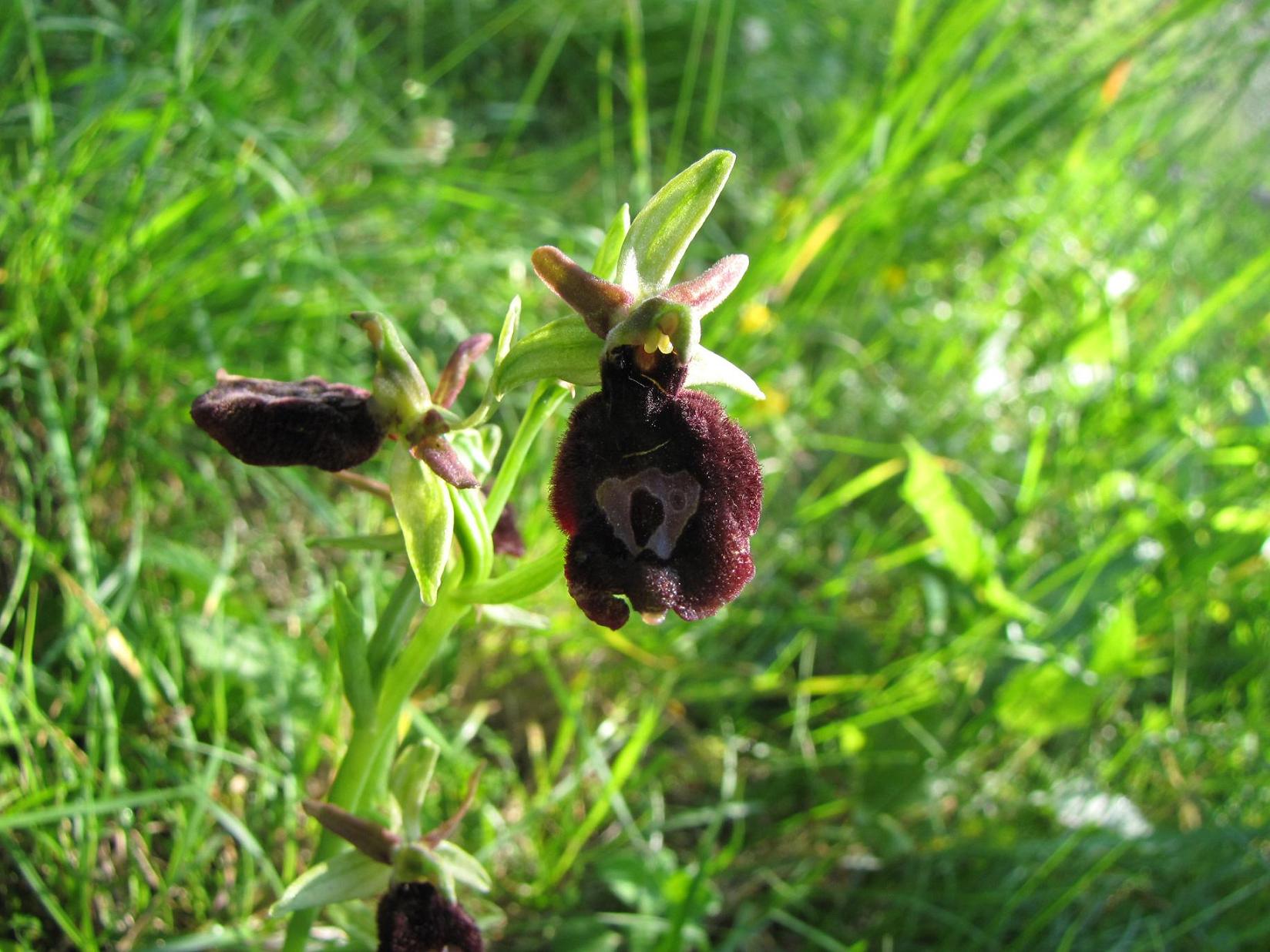 Ophrys insectifera e altro